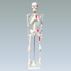 Модель скелета человека с мышцами 85 см