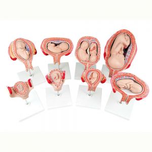 Набор из восьми моделей для демонстрации процесса развития беременности человека арт. 3339-3