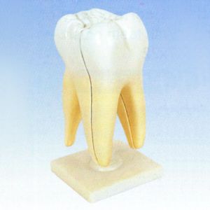 Разборная модель зуба в многократном увеличении арт. 3353-2